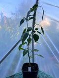 Dulce De Espana (Capsicum annuum) 2L Pot