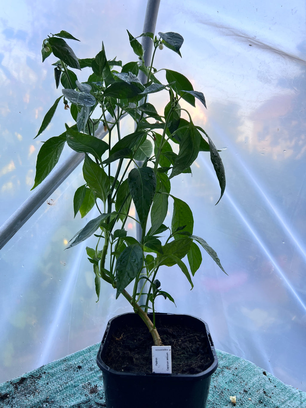 Padron Chili Plant (Capsicum annuum) 2L Pot