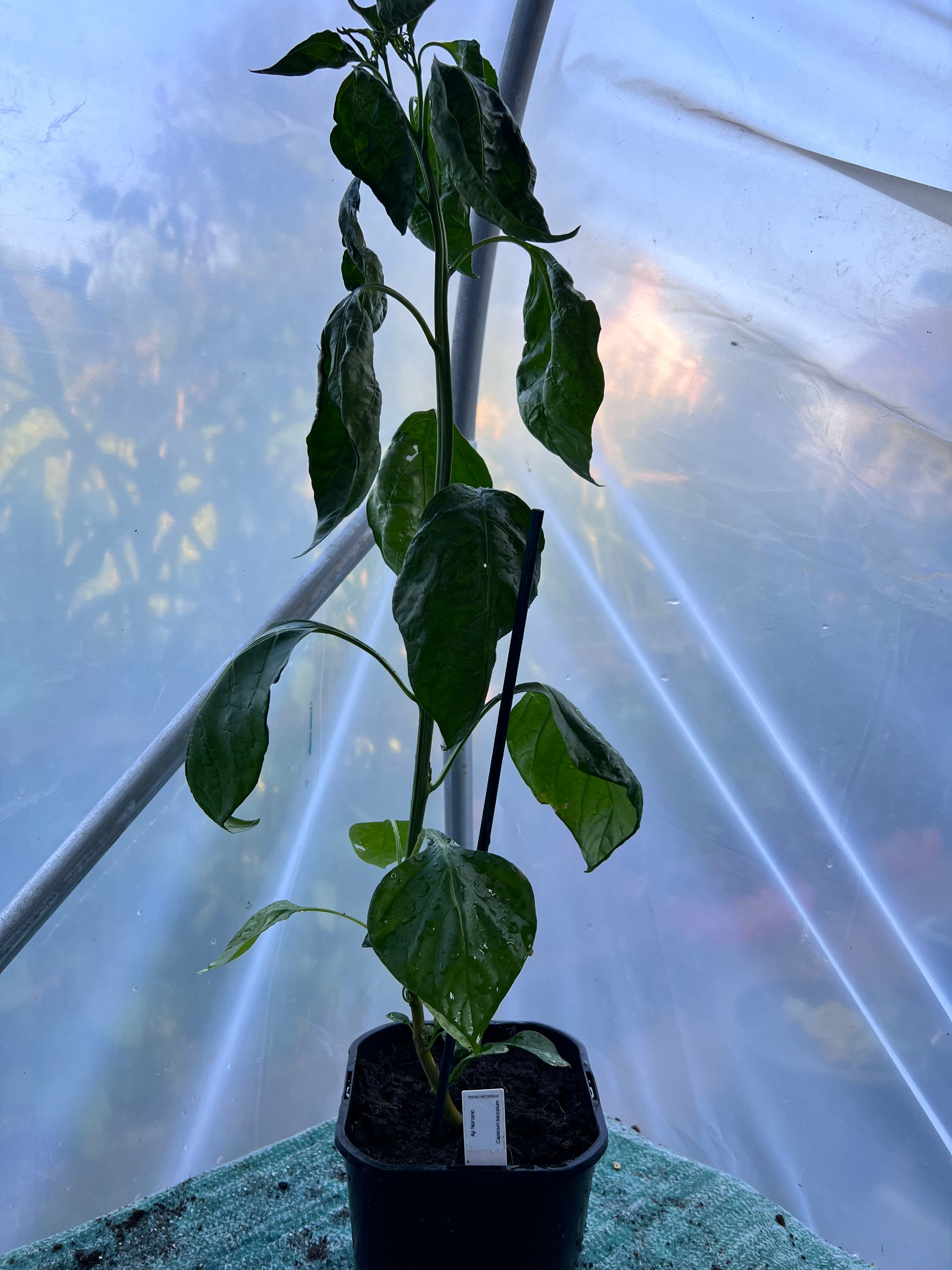 Aji Norteno (Capsicum baccatum) 2L Pot