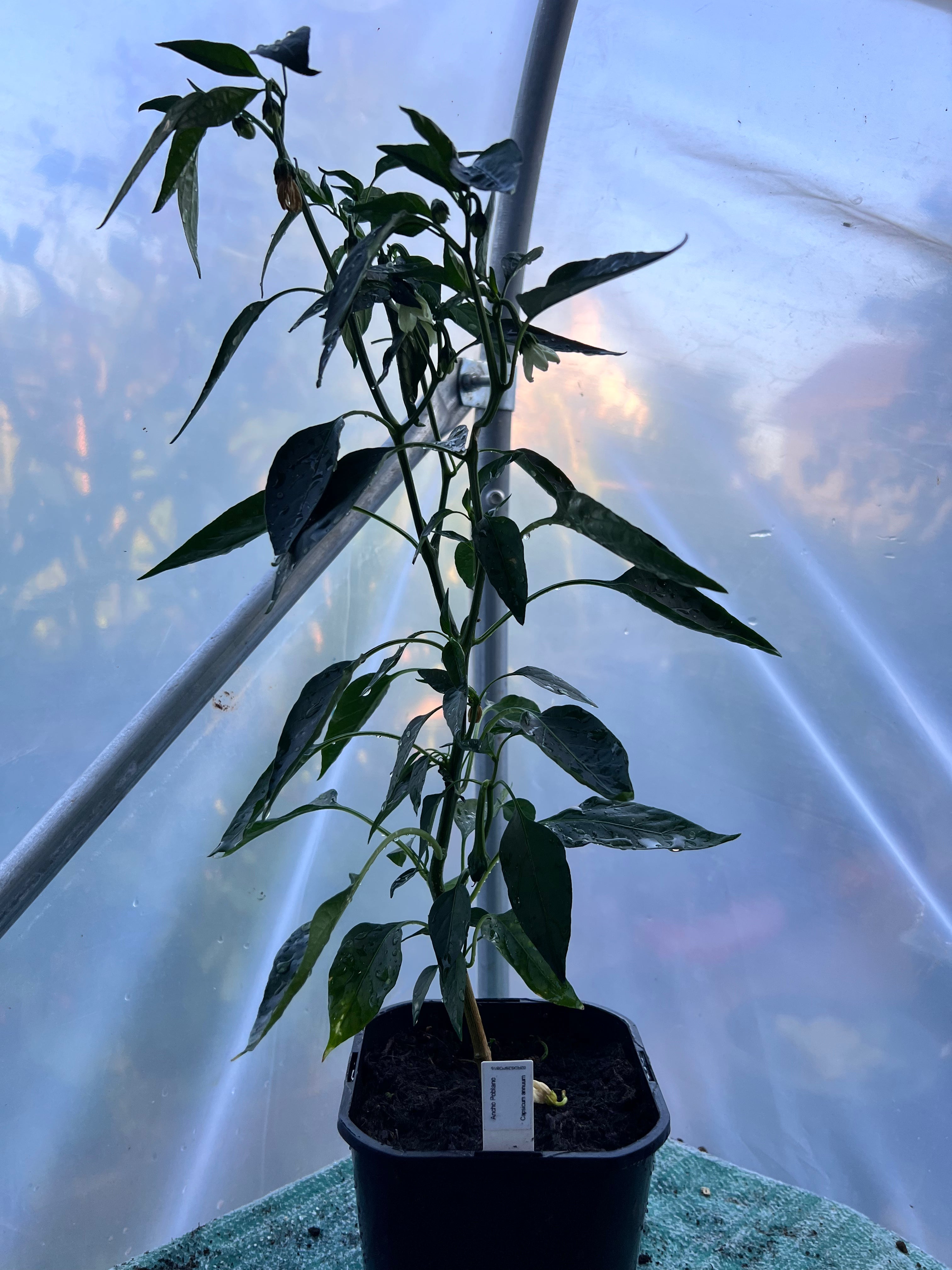 Ancho Poblano Chili Plant (Capsicum annuum) 2L Pot