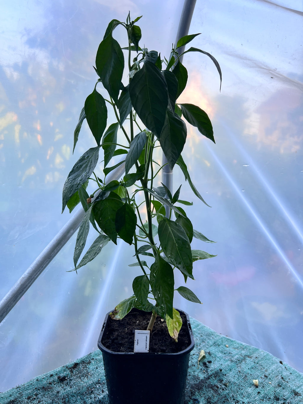 Padron Chili Plant (Capsicum annuum) 2L Pot