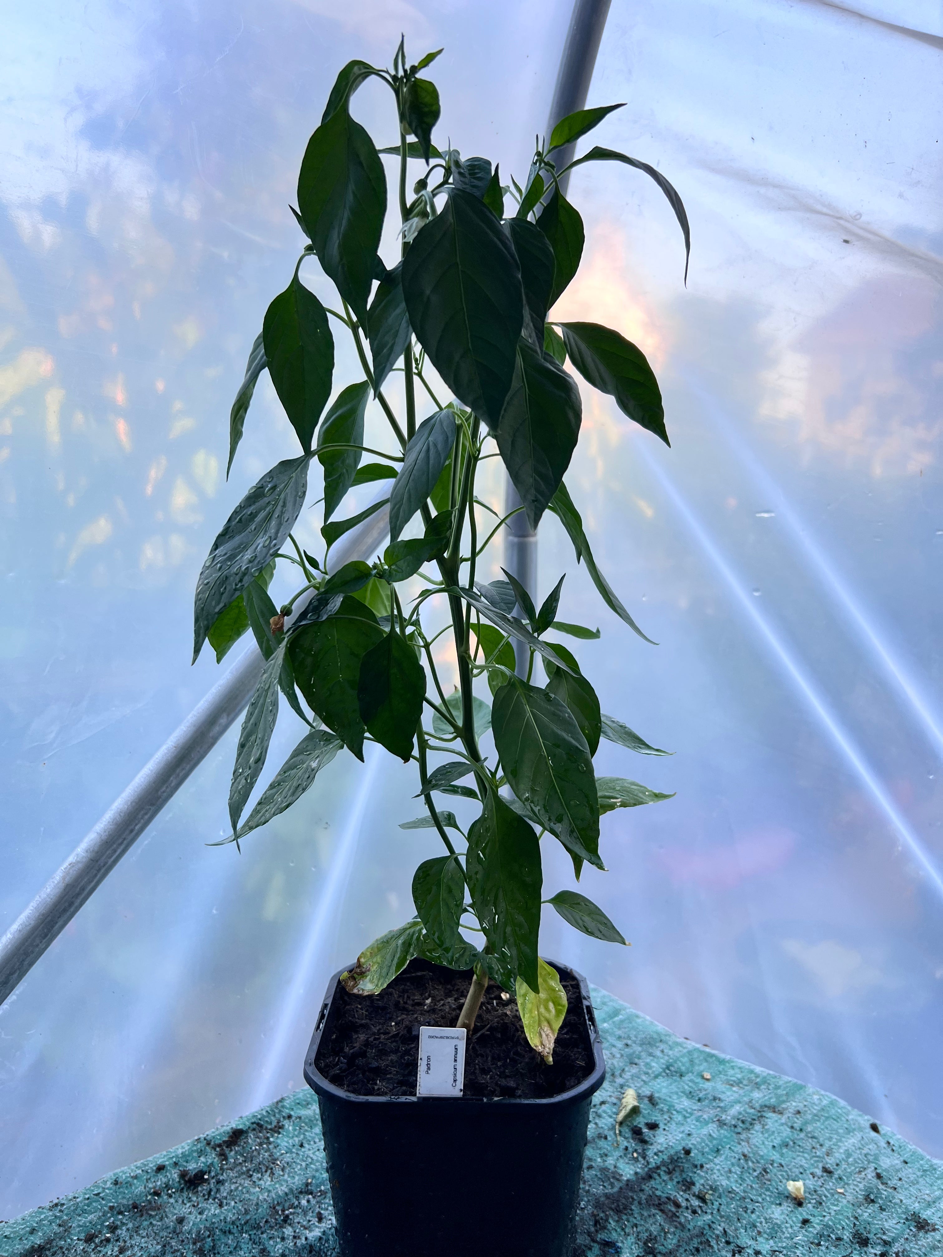 Padron Chili Plant (Capsicum annuum) 2L Pot