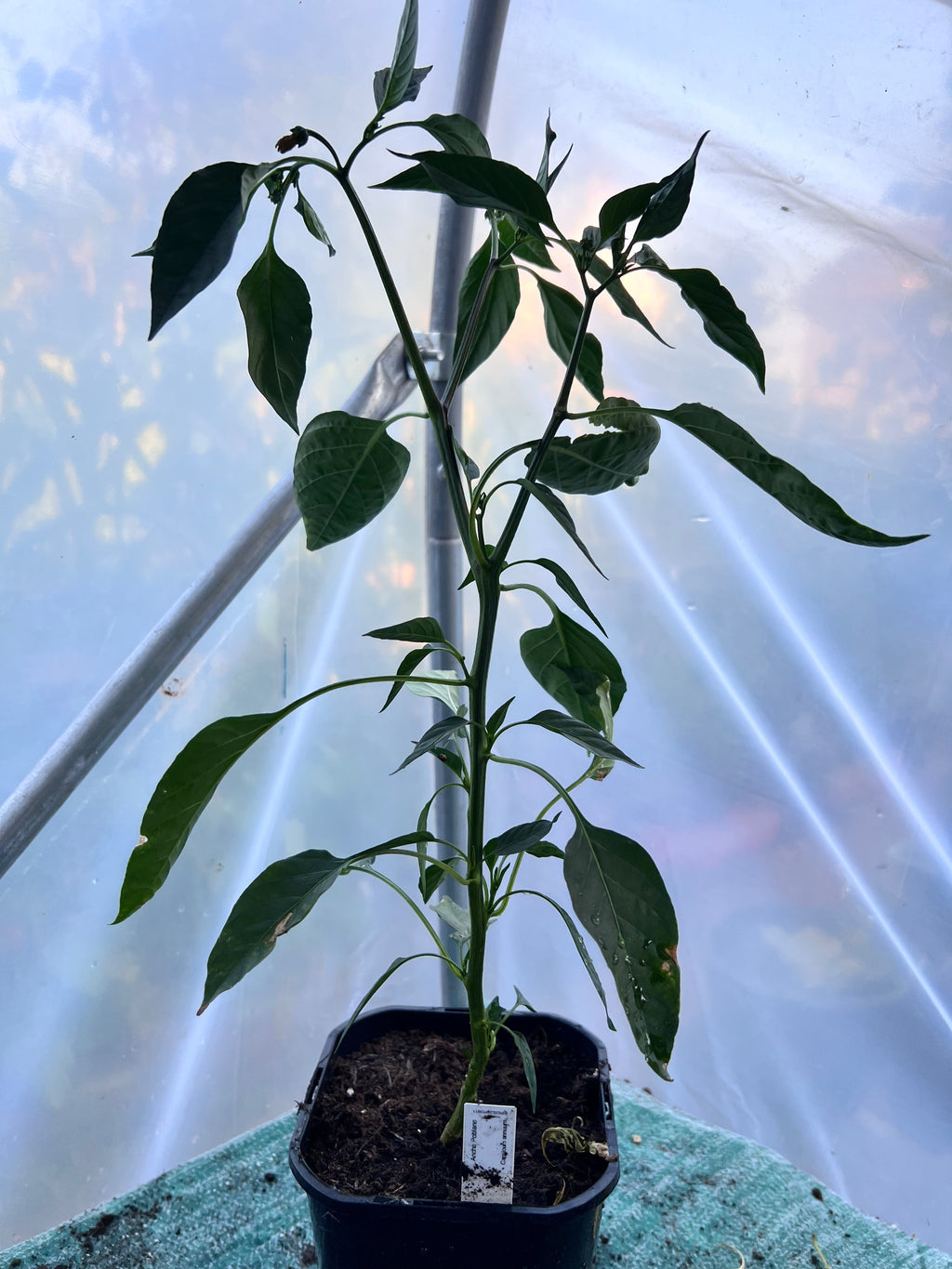Ancho Poblano Chili Plant (Capsicum annuum) 2L Pot