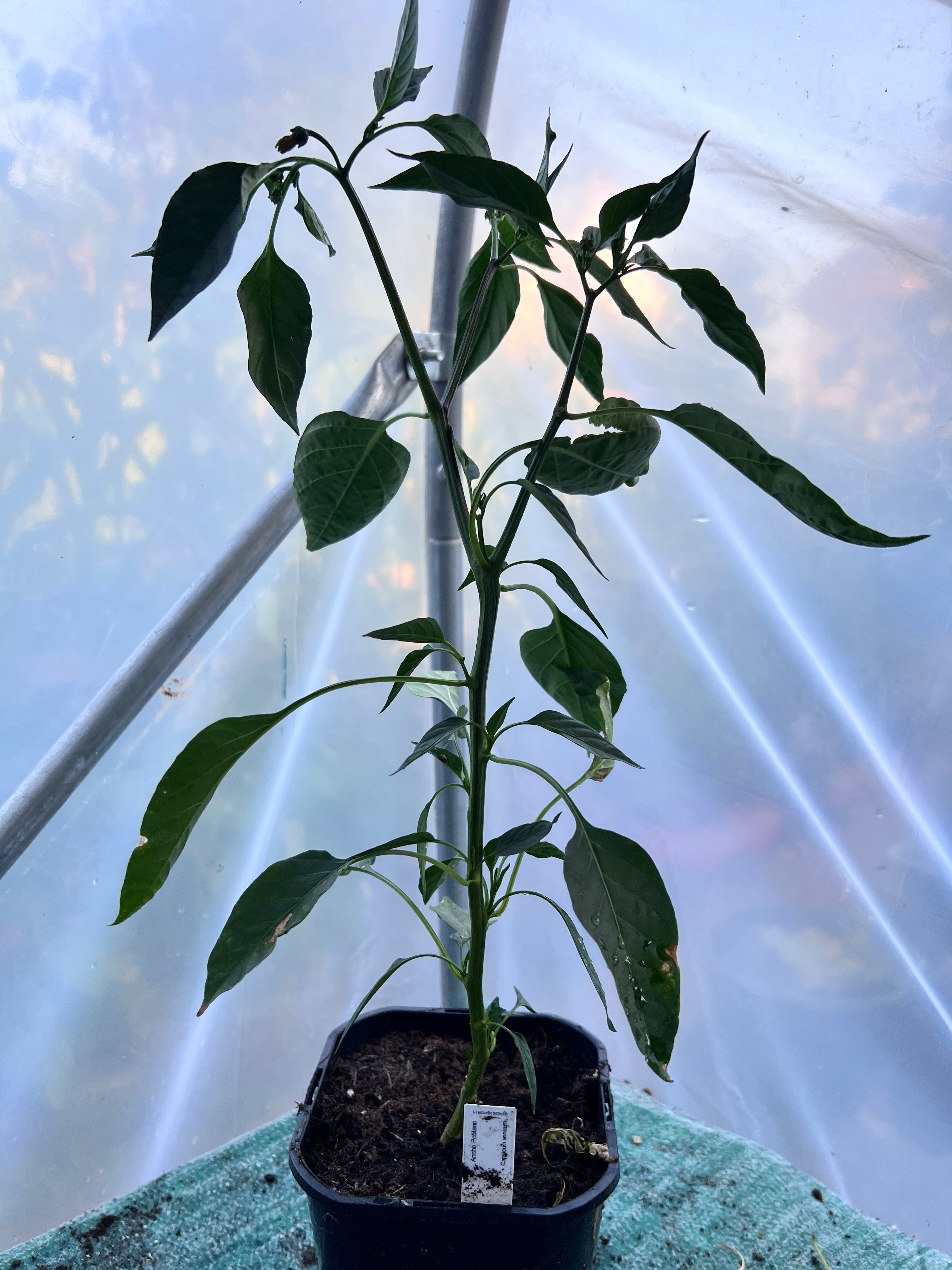 Ancho Poblano Chili Plant (Capsicum annuum) 2L Pot