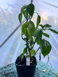 Aji Amarillo (Capsicum baccatum) 2L Pot