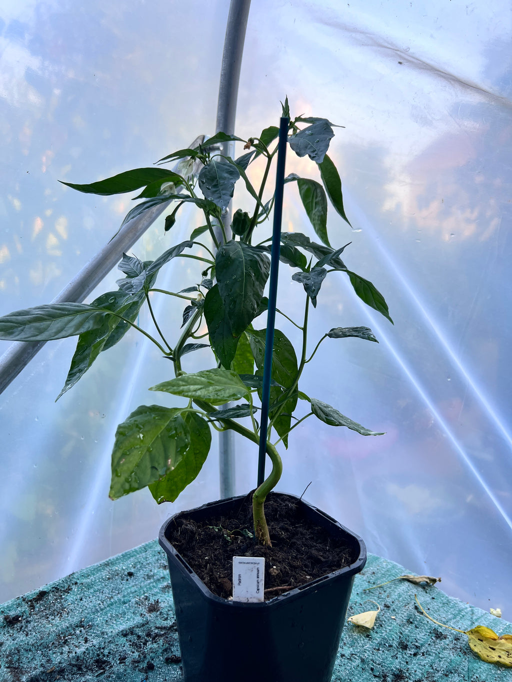 Padron Chili Plant (Capsicum annuum) 2L Pot