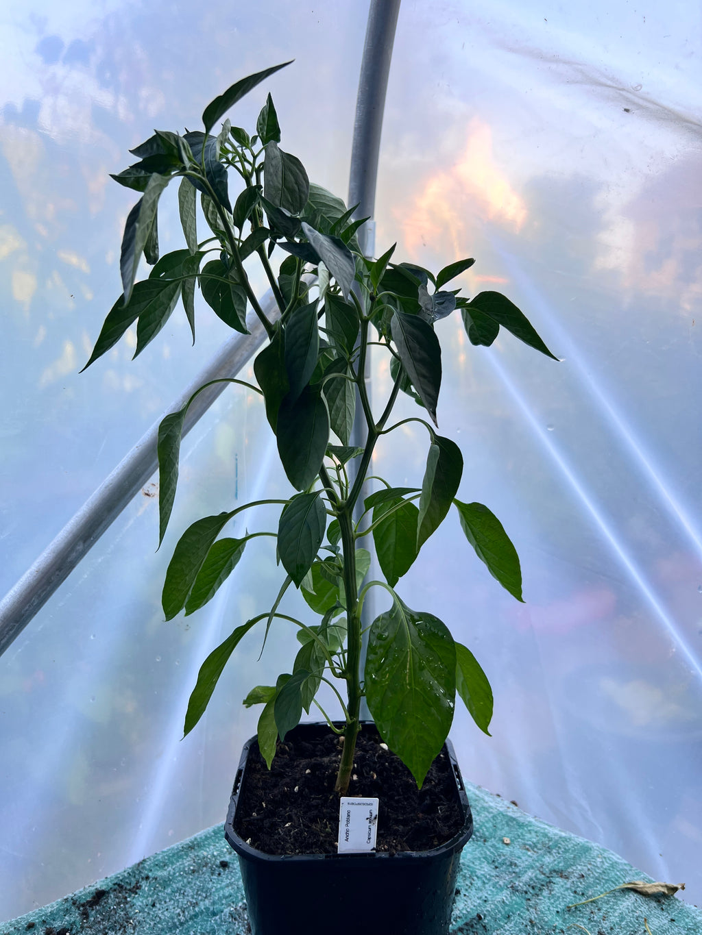 Ancho Poblano Chili Plant (Capsicum annuum) 2L Pot