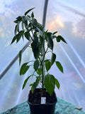 Ancho Poblano Chili Plant (Capsicum annuum) 2L Pot