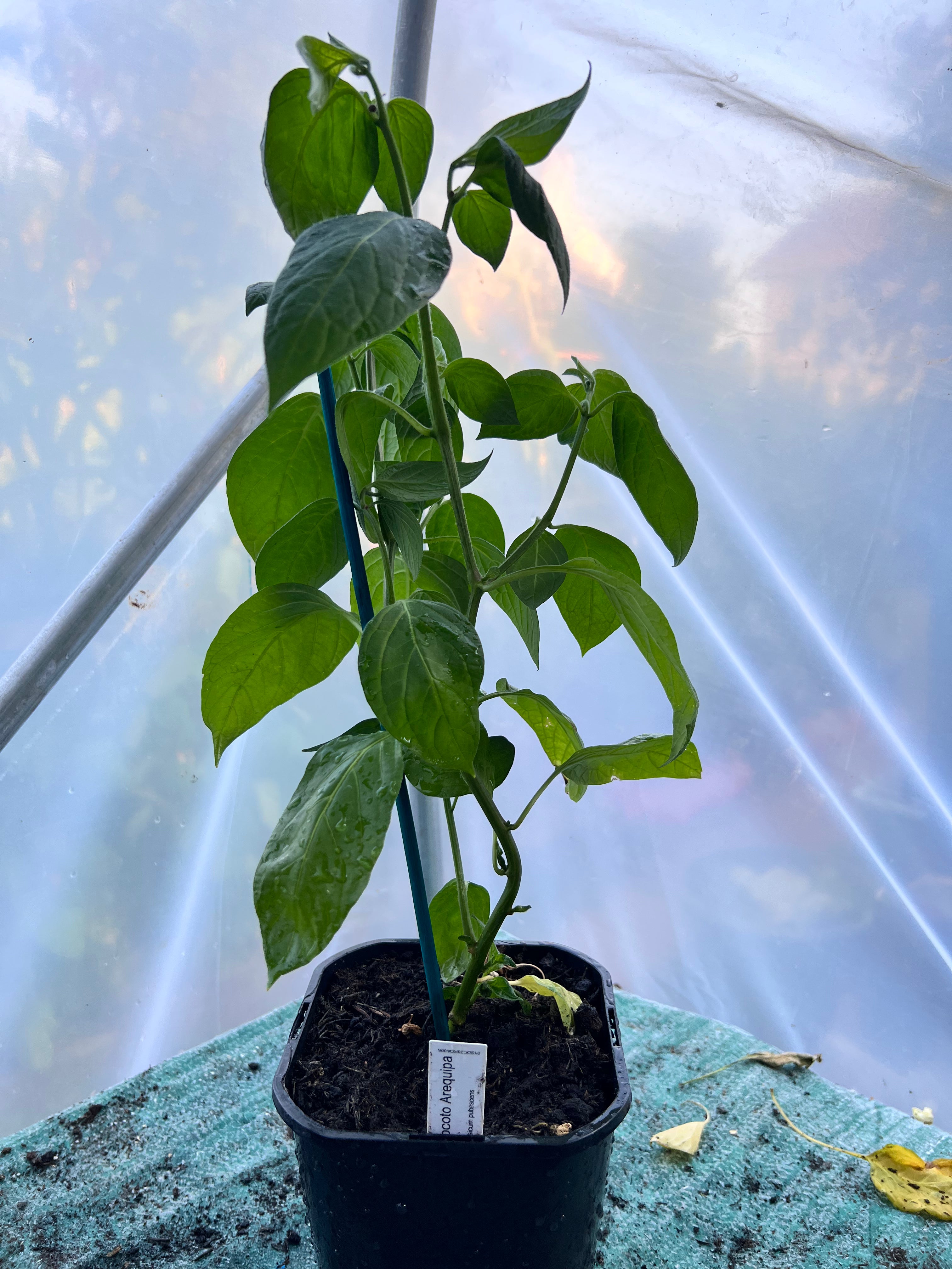 Rocoto Arequipa (Capsicum pubescens) 2L Pot
