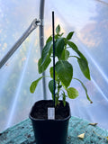 Giant Aconcagua (Capsicum annuum) 2L Pot