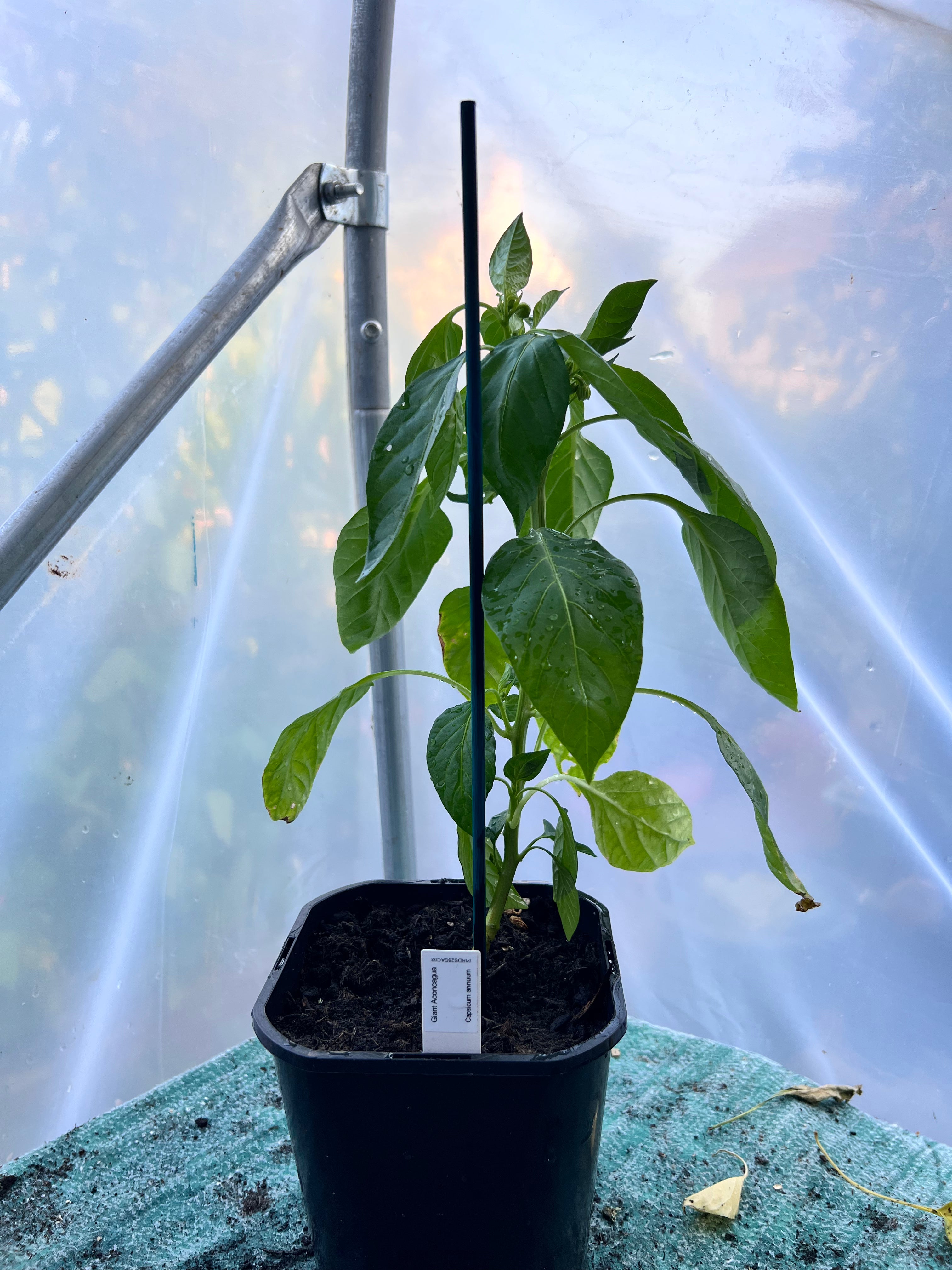 Giant Aconcagua (Capsicum annuum) 2L Pot