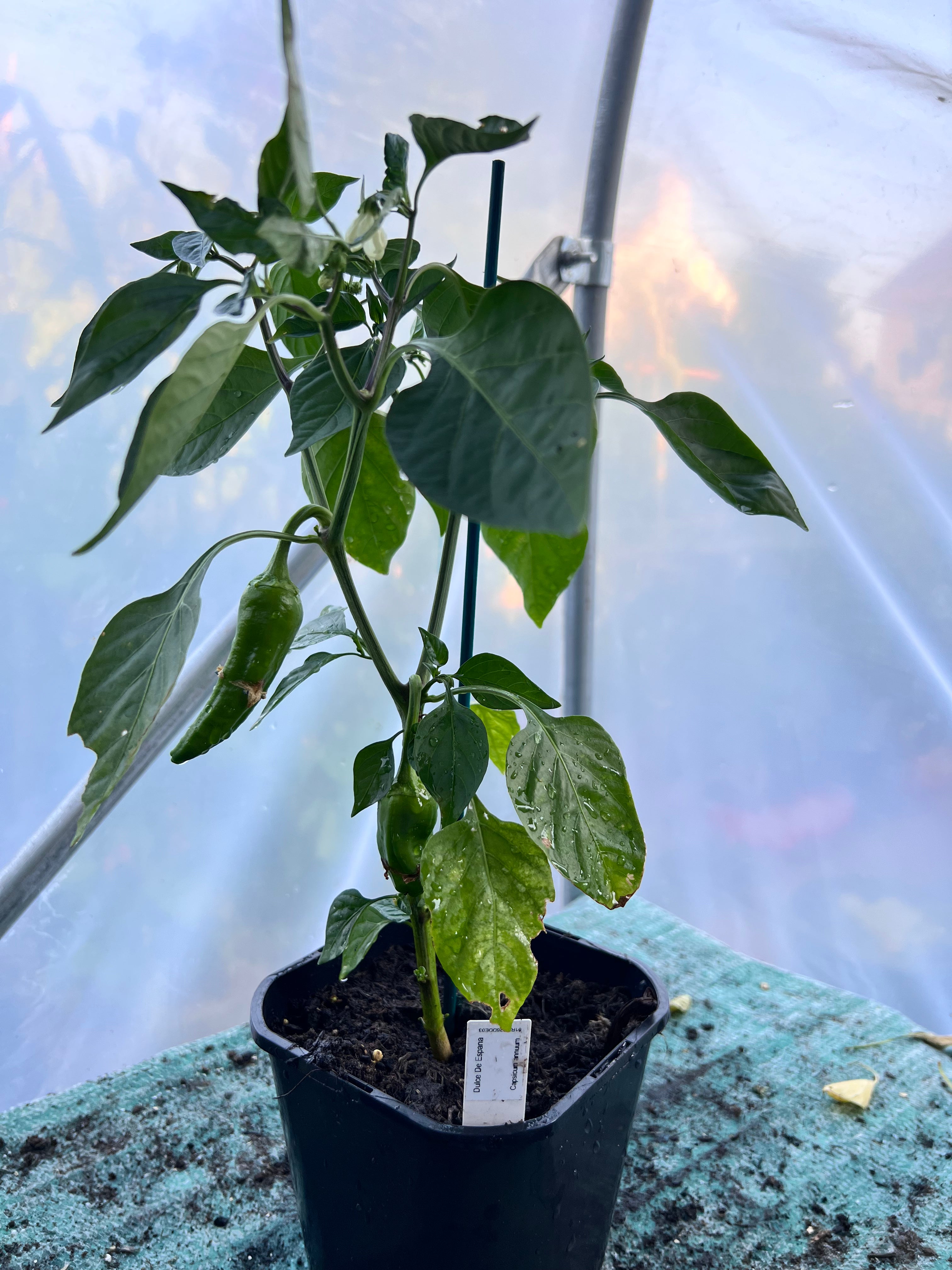 Dulce De Espana (Capsicum annuum) 2L Pot