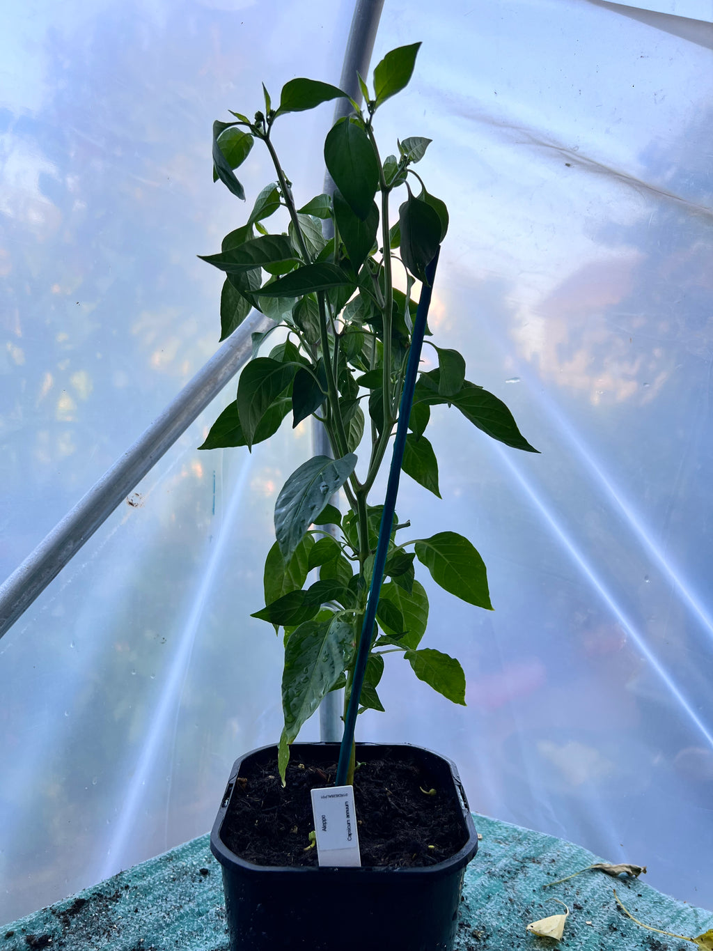 Aleppo Chilli Plant (Capsicum annuum) 2L Pot