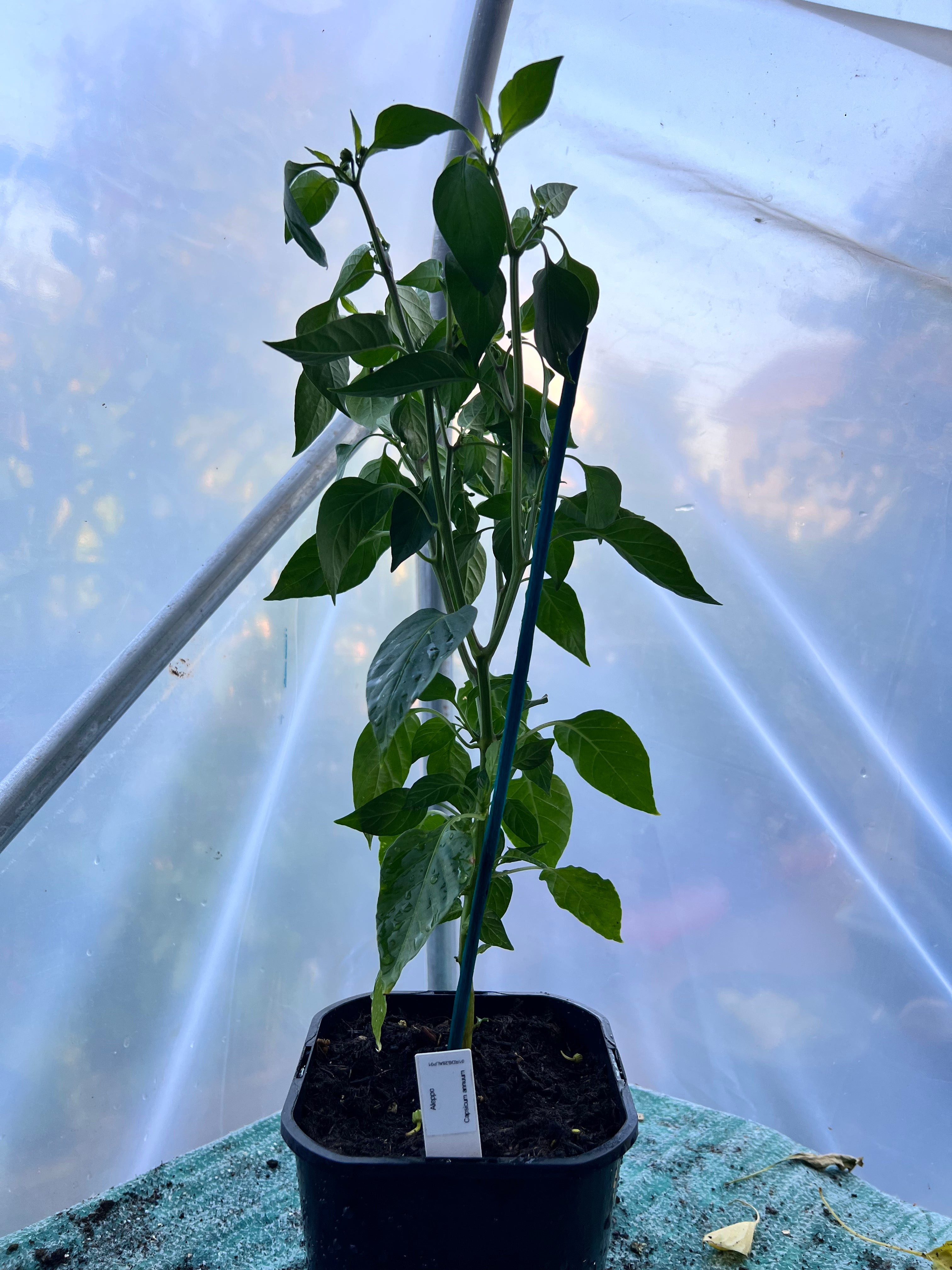 Aleppo Chilli Plant (Capsicum annuum) 2L Pot
