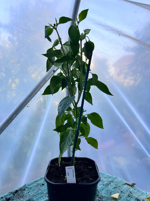 Aleppo Chilli Plant (Capsicum annuum) 2L Pot