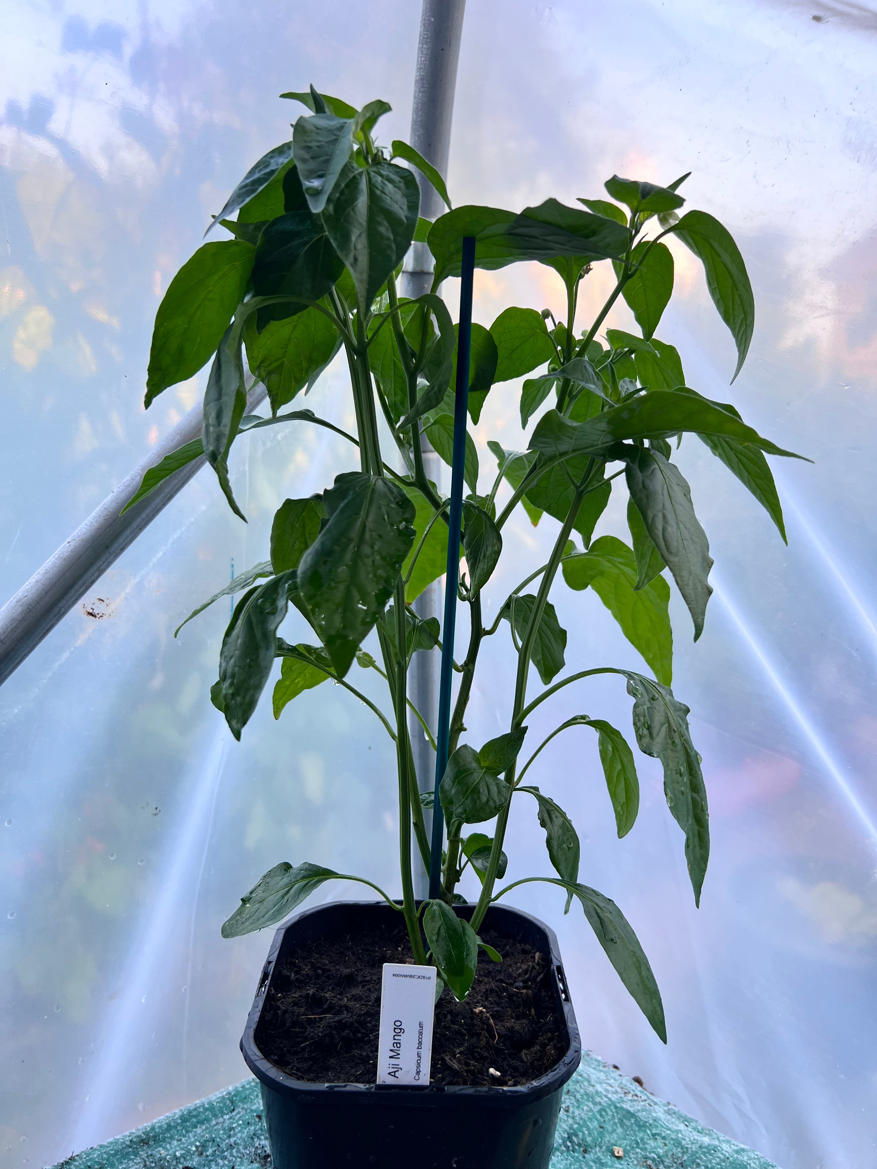 Aji Mango (Capsicum baccatum) 2L Pot