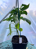 Antep Aci Dolma (Capsicum annuum) 2L Pot