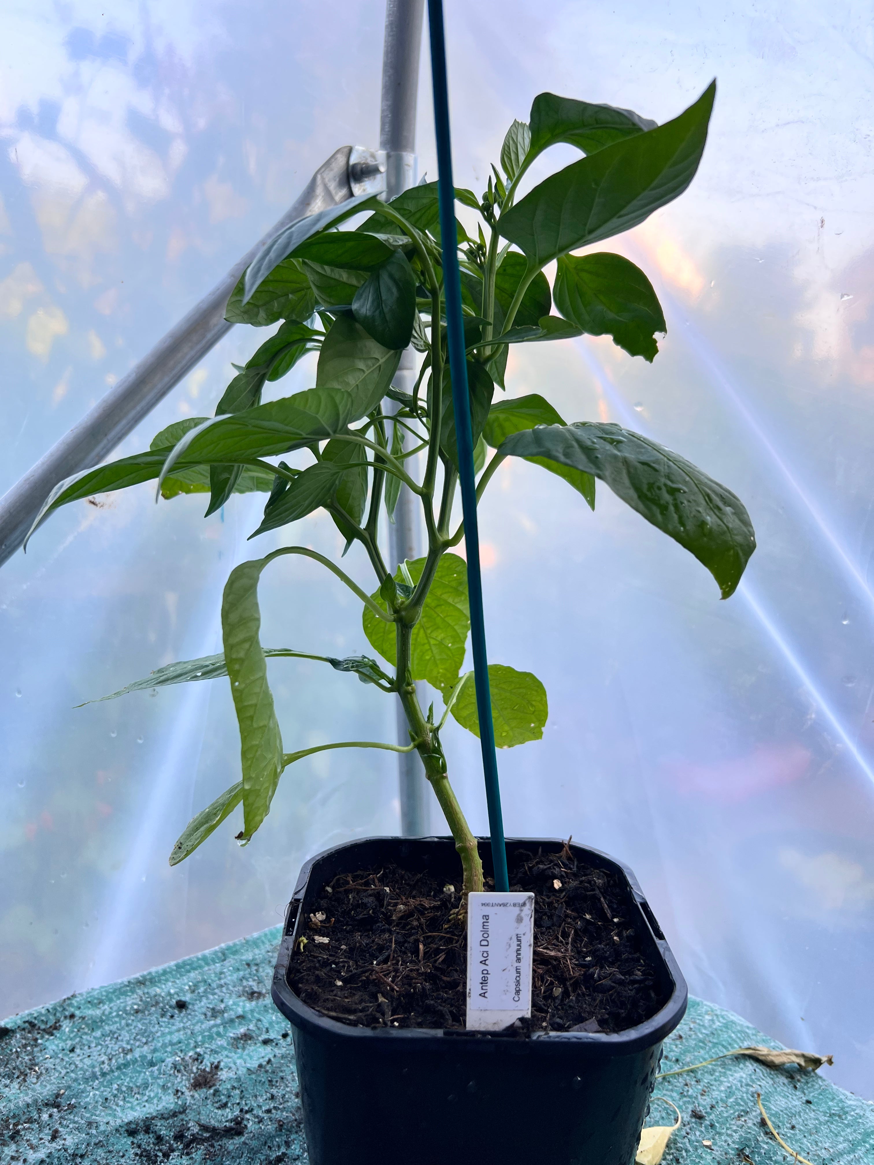 Antep Aci Dolma (Capsicum annuum) 2L Pot