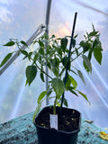 Tibetan Lhasa Chili Plant (Capsicum annuum) 2L Pot