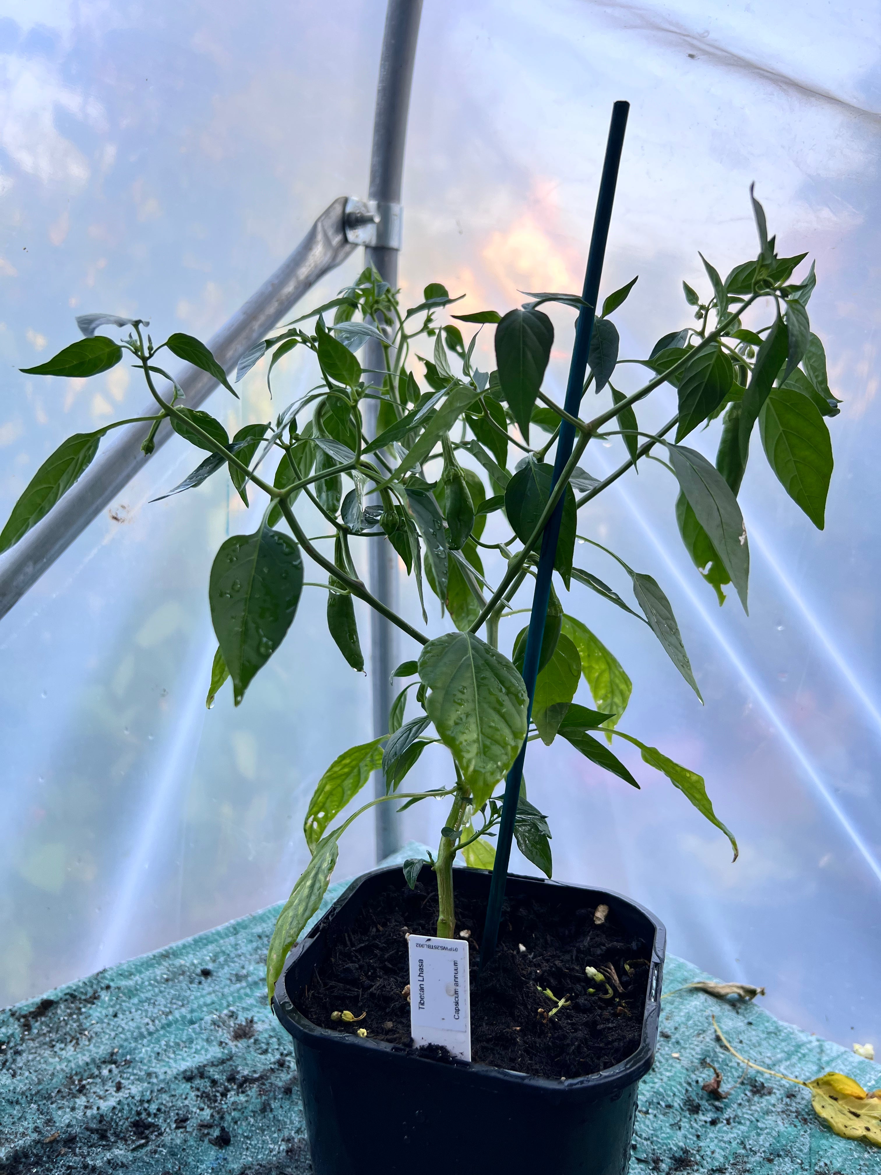 Tibetan Lhasa Chili Plant (Capsicum annuum) 2L Pot