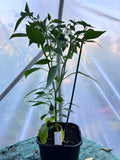 Santa Fe Grande Chili Plant (Capsicum annuum) 2L Pot