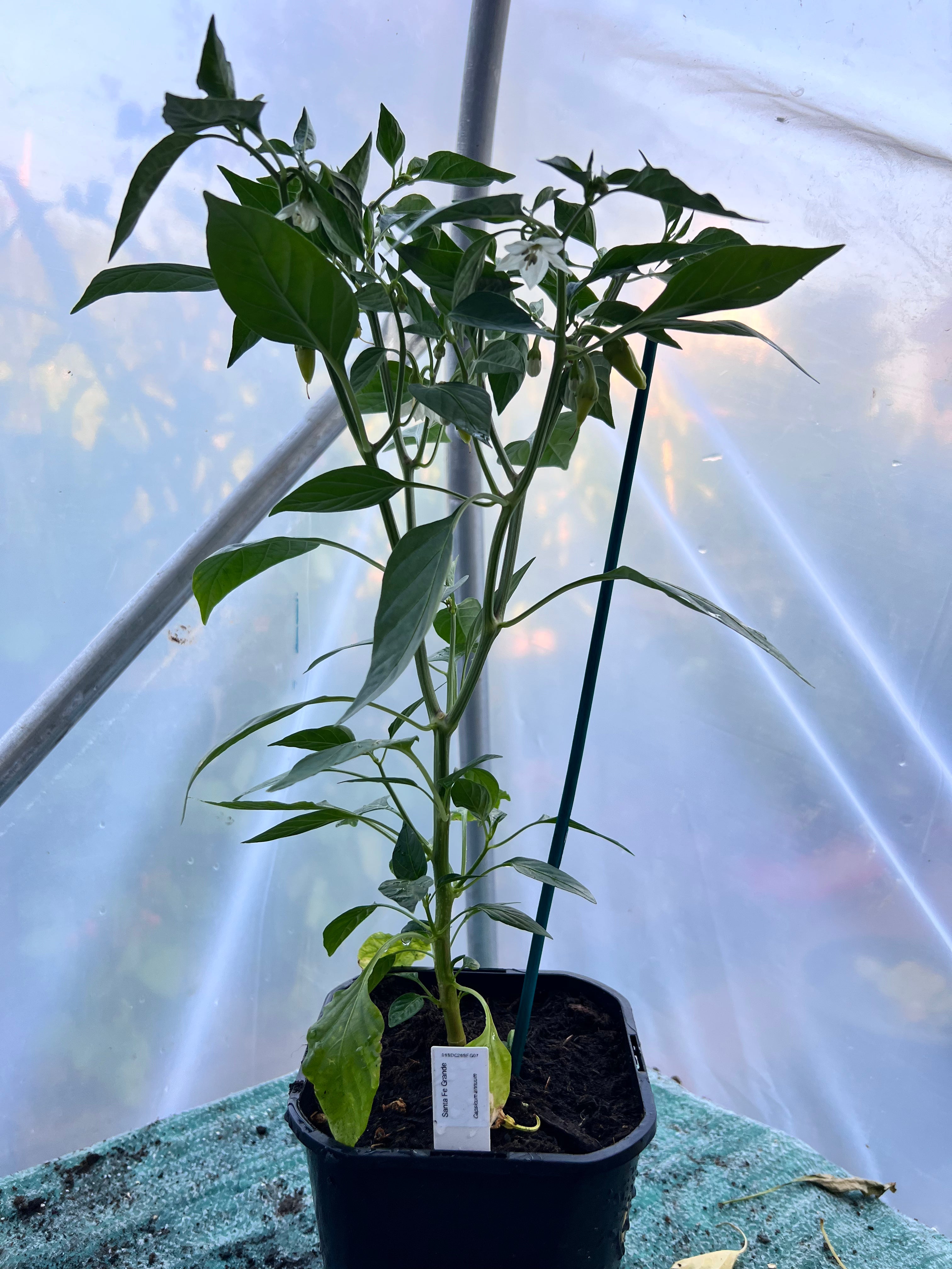 Santa Fe Grande Chili Plant (Capsicum annuum) 2L Pot