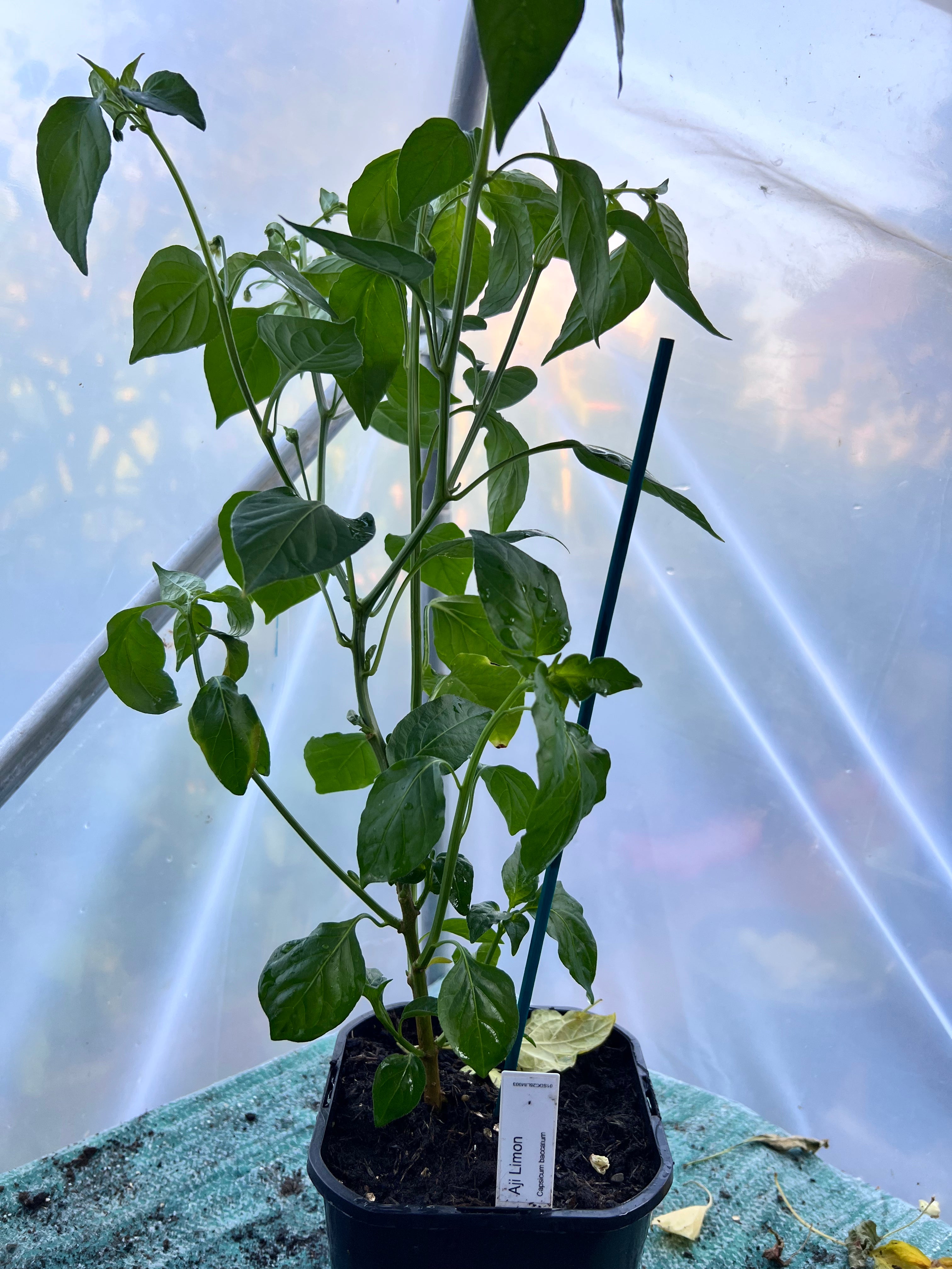 Aji Limon (Capsicum baccatum) 2L Pot