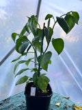 Rocoto Arequipa (Capsicum pubescens) 2L Pot