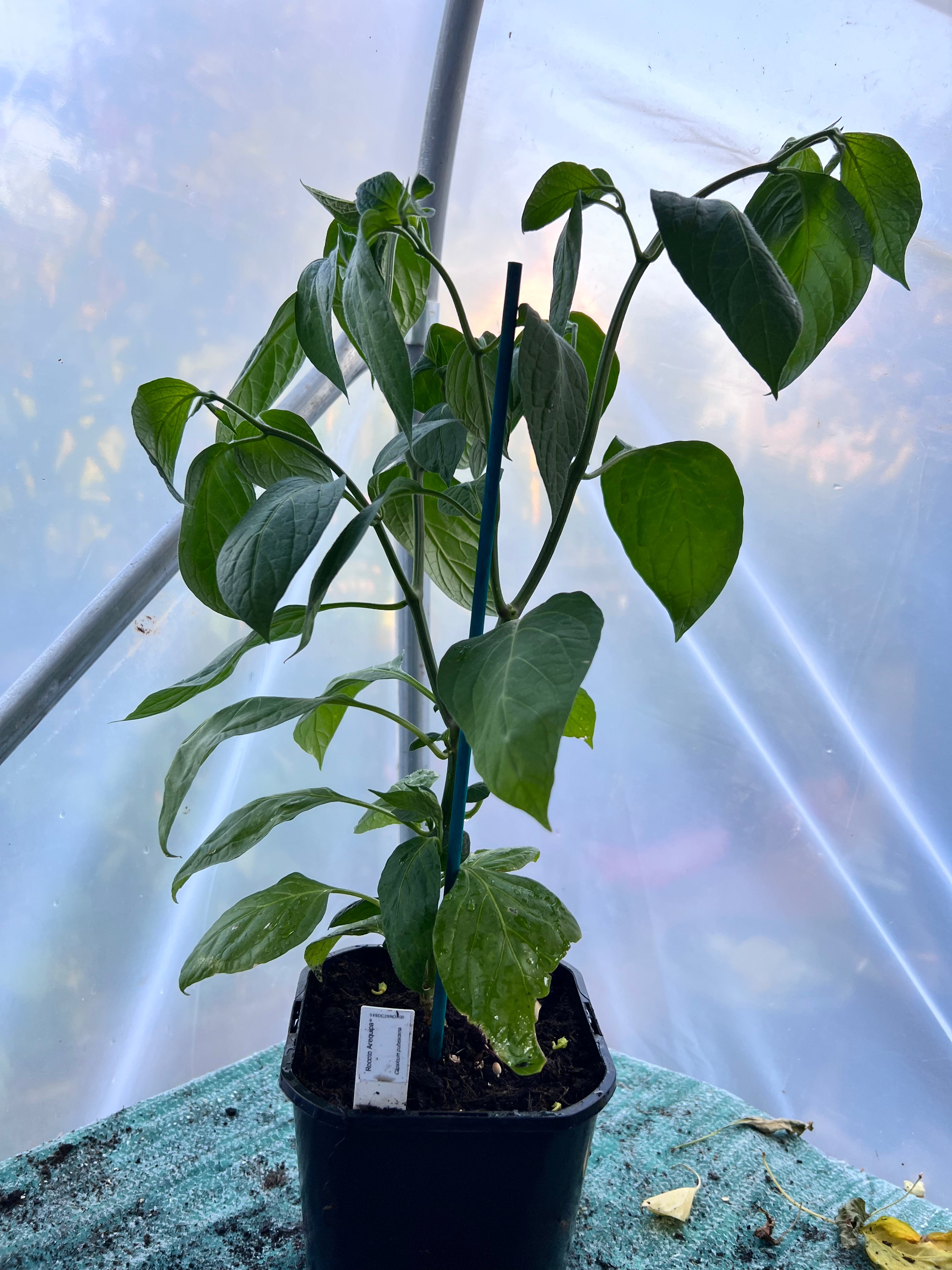 Rocoto Arequipa (Capsicum pubescens) 2L Pot