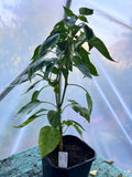 Tequila Sweet Pepper Plant (Capsicum annuum) 2L Pot