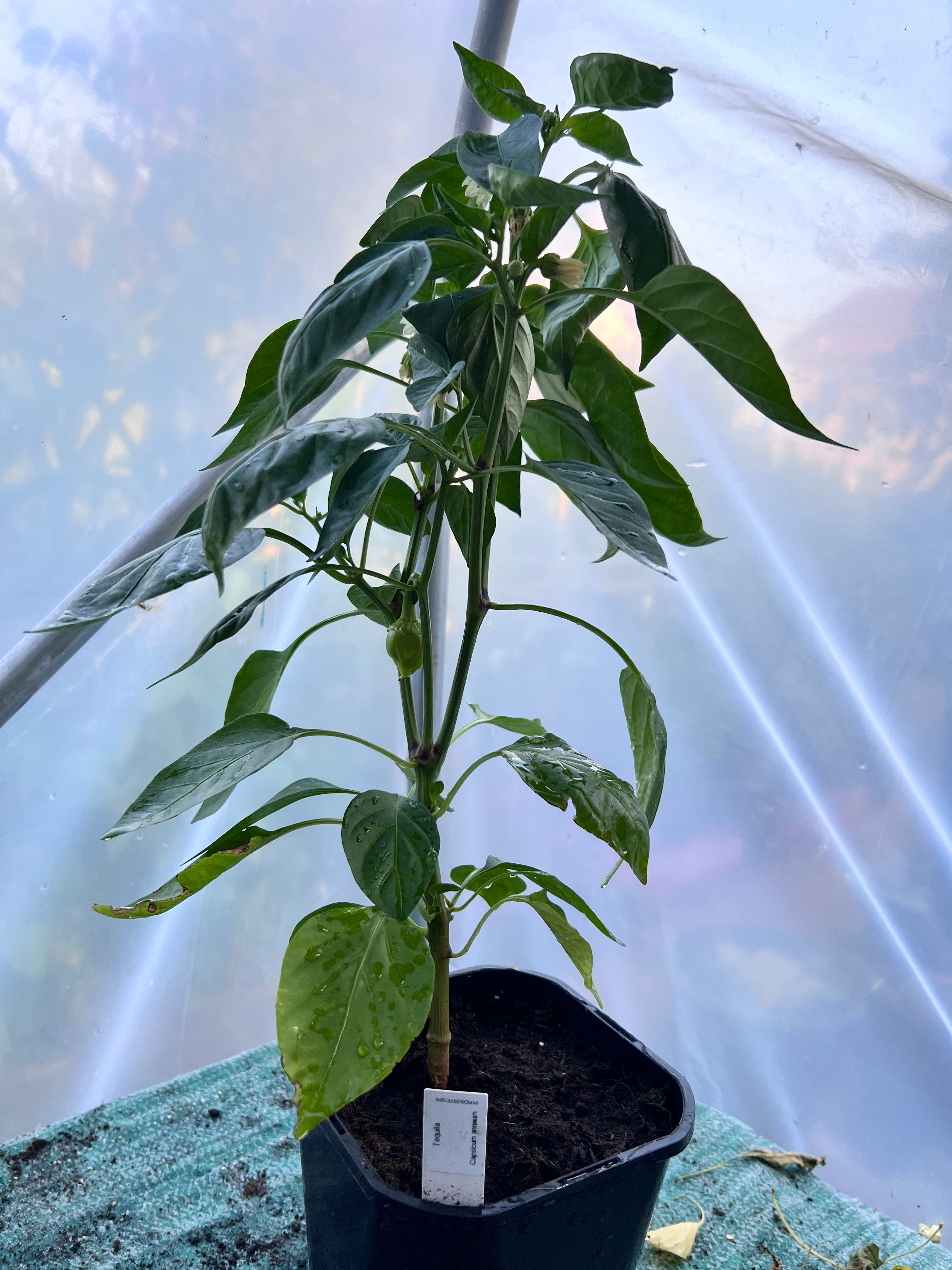 Tequila Sweet Pepper Plant (Capsicum annuum) 2L Pot