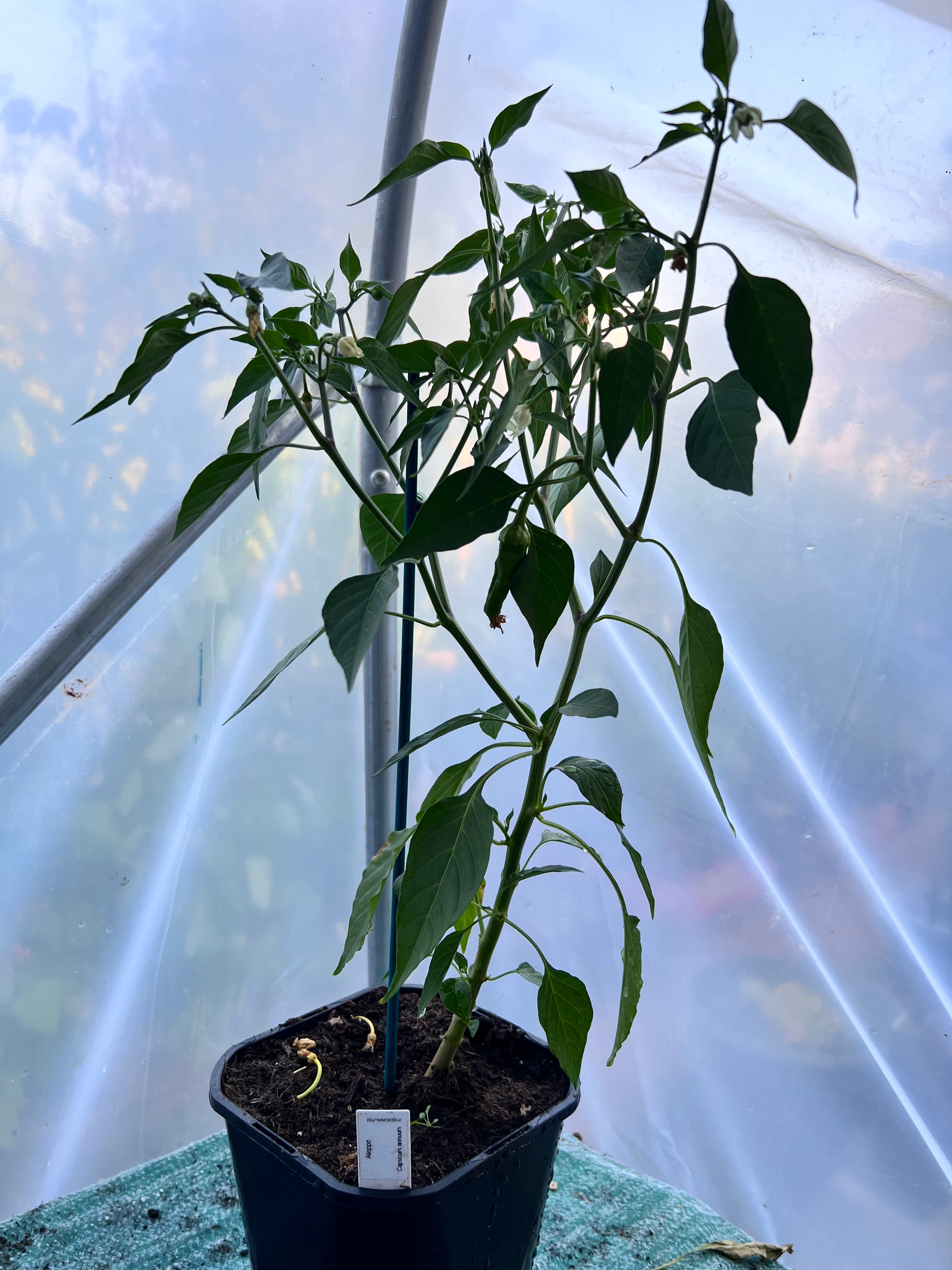 Aleppo Chilli Plant (Capsicum annuum) 2L Pot