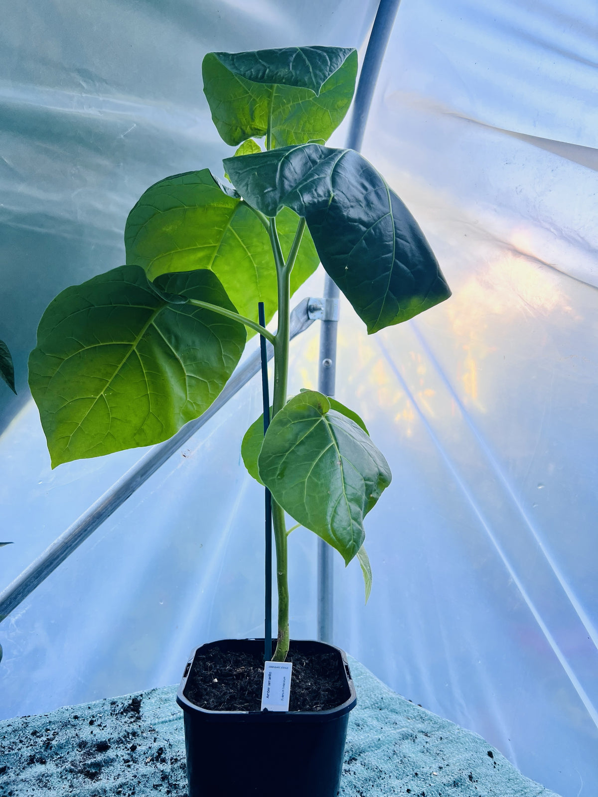 Amber Tamarillo Plant (Solanum betaceum) 2L Pot