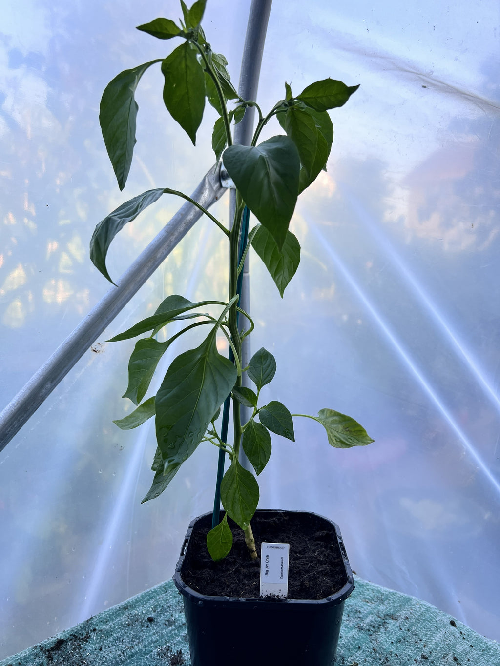 Big Jim (Capsicum annuum) 2L Pot