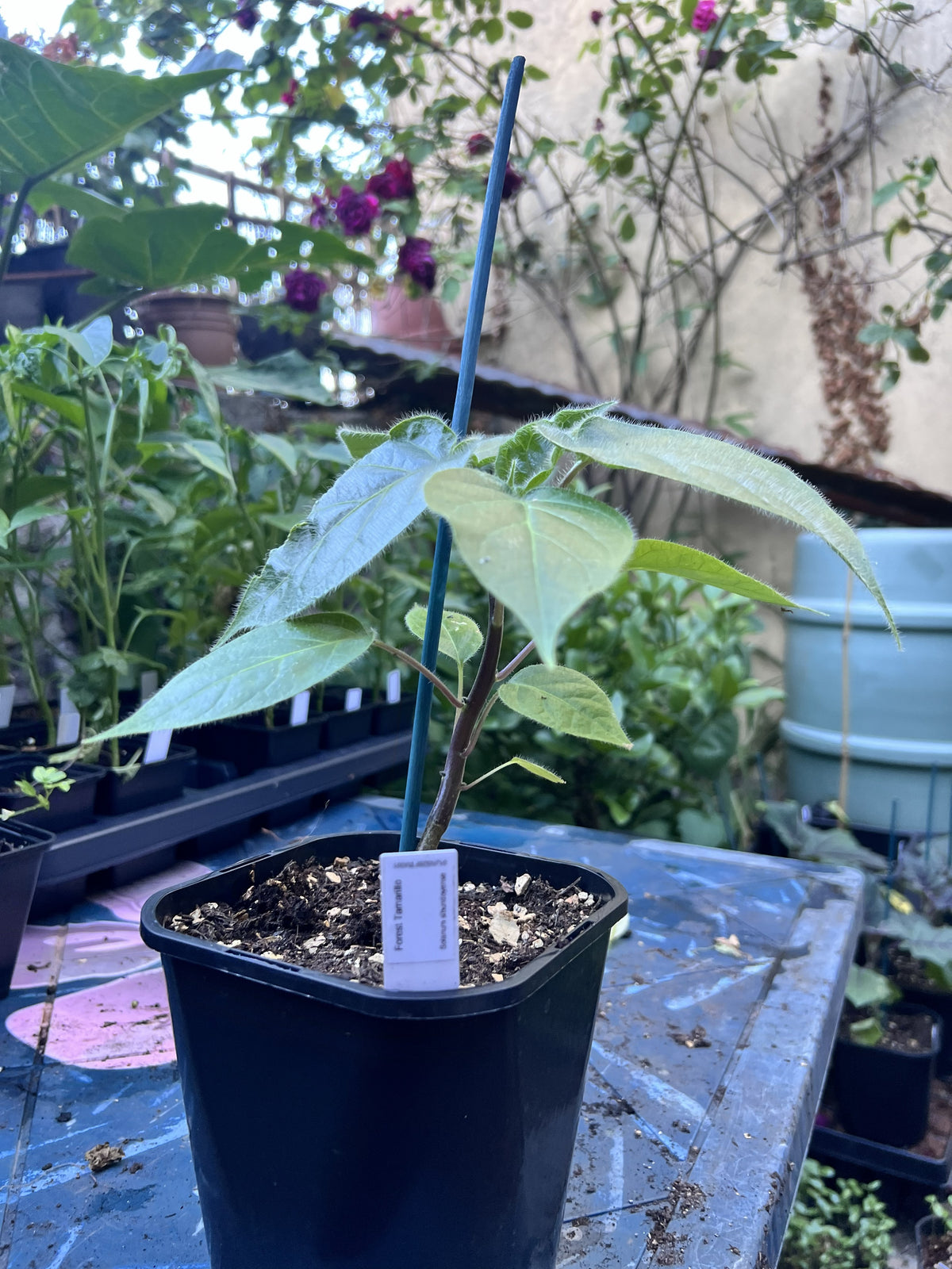 Forest Tamarillo (Solanum sibundoyense) 2L Pot