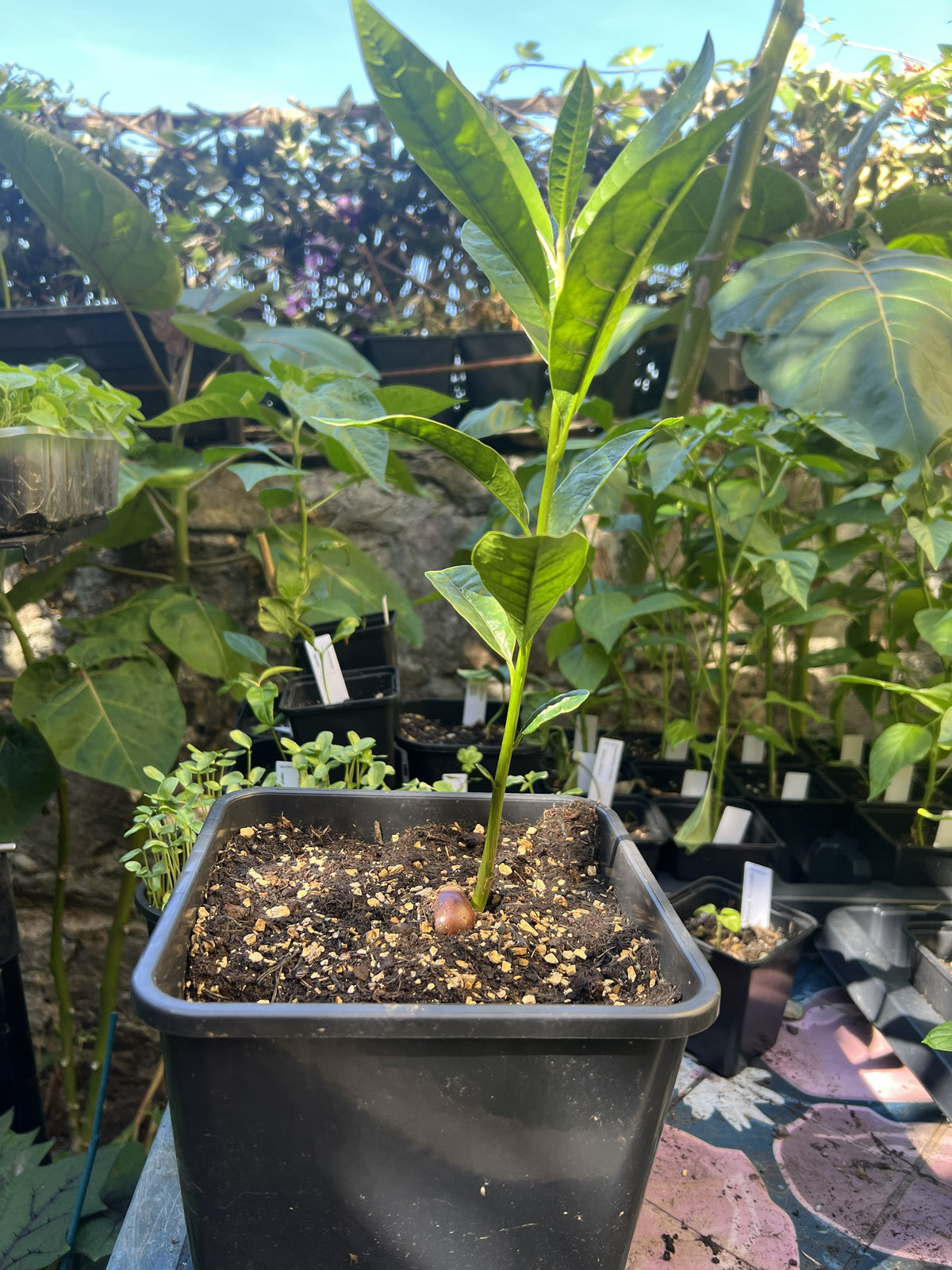 Lucuma (Lucuma bifera) 2L Pot