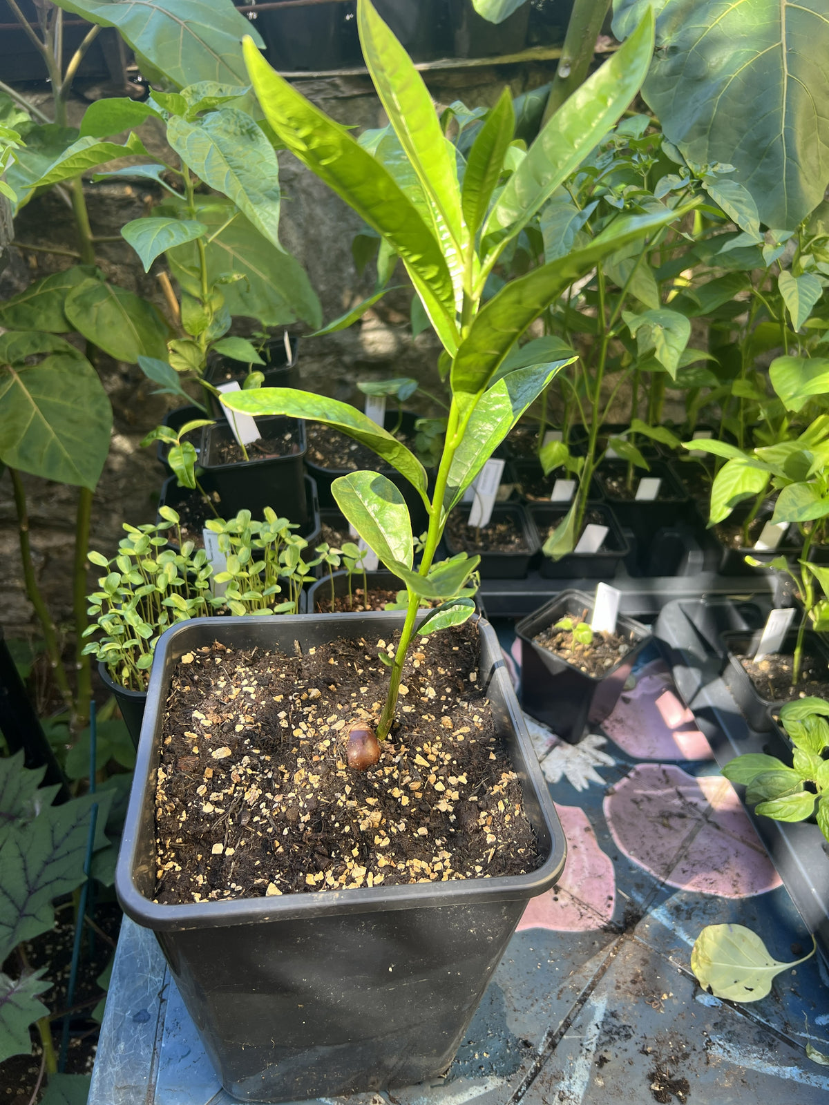 Lucuma (Lucuma bifera) 2L Pot