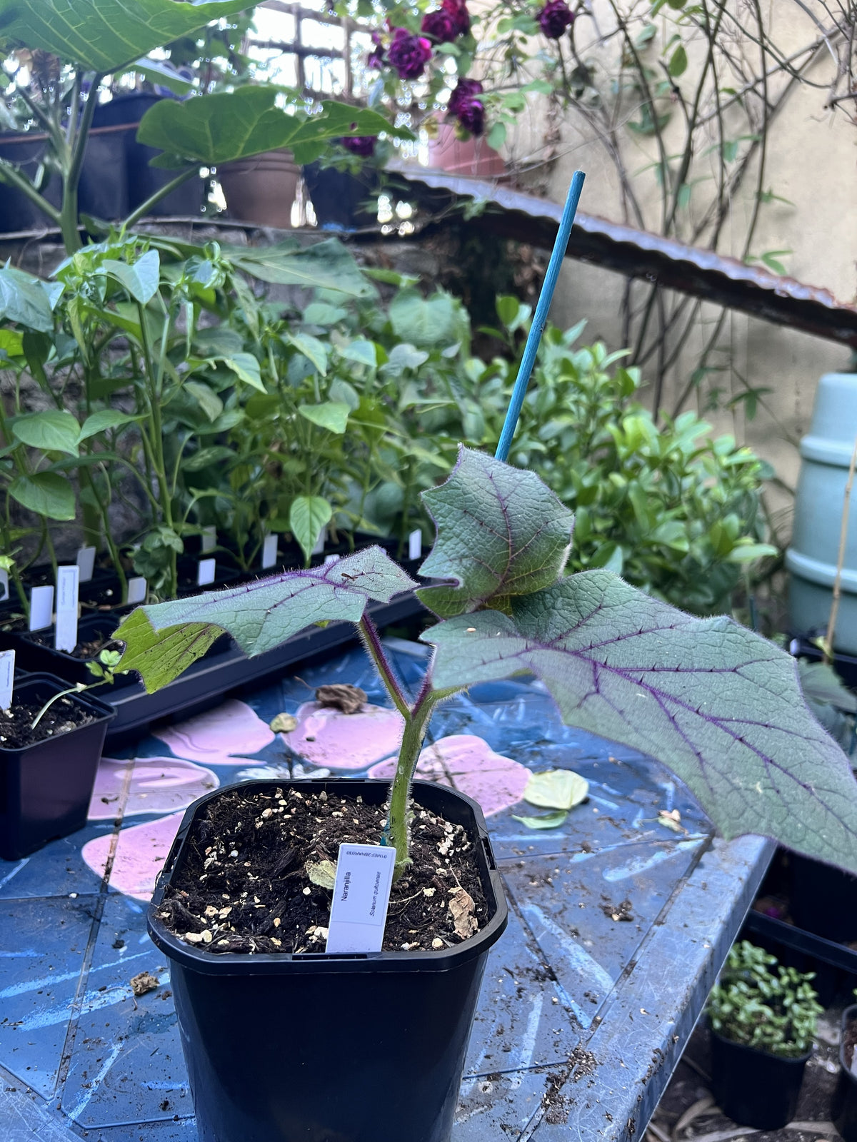 A young potted plant with large green leaves featuring prominent purple veins, growing in a black plastic nursery pot on a blue-tiled table in a garden setting.