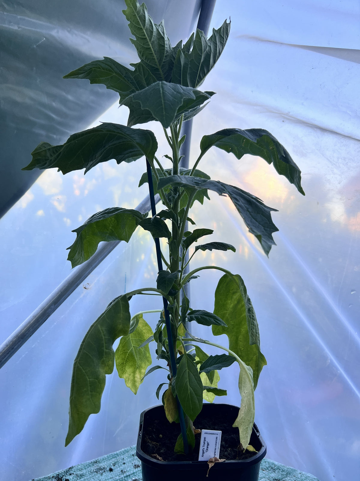 Angels Trumpet 'Orange' (Brugmansia vulcanicola) 2L Pot
