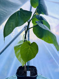 Red Tamarillo Plant (Solanum betaceum) 2L Pot