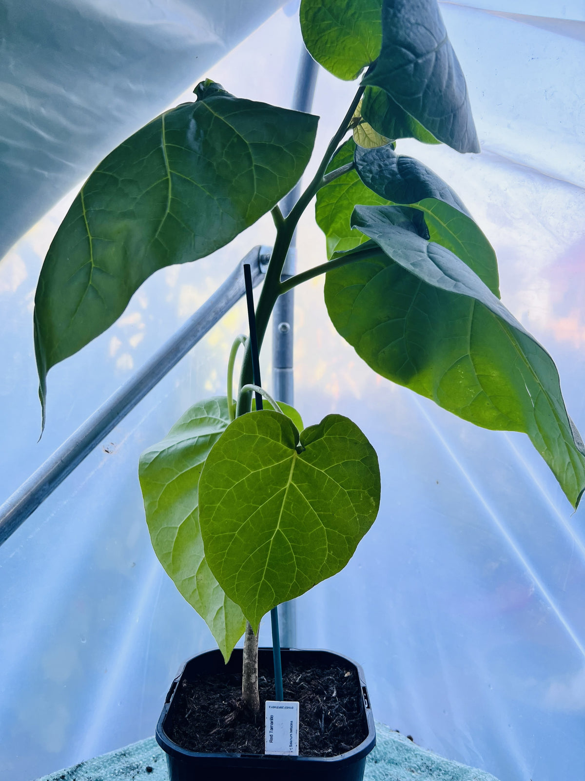 Red Tamarillo Plant (Solanum betaceum) 2L Pot