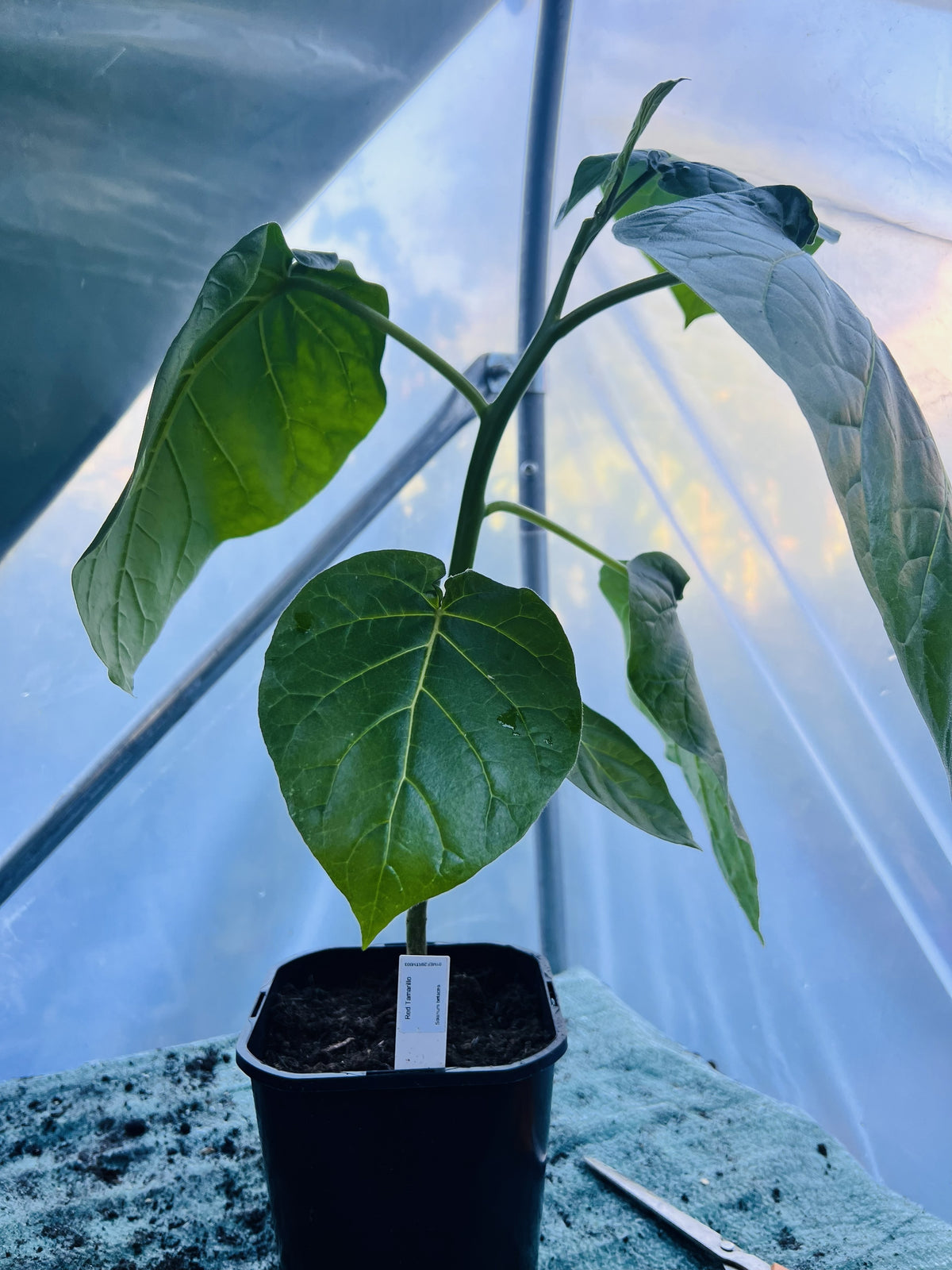 Red Tamarillo Plant (Solanum betaceum) 2L Pot