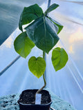 Tamarilo 'Rojo Grande de Carmelo' Plant (Solanum betaceum) 2L Pot
