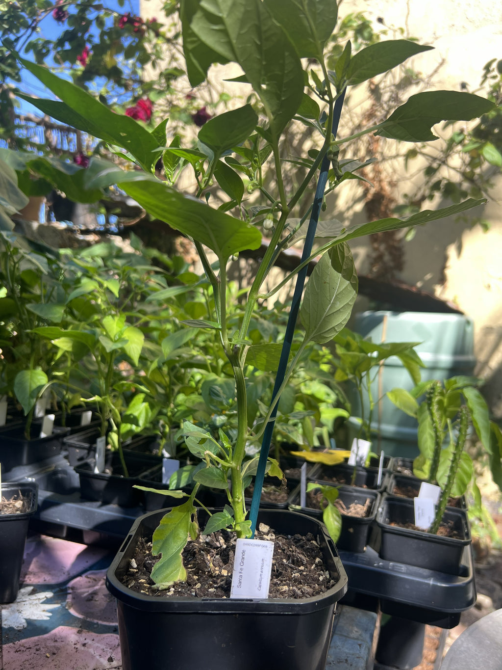 Santa Fe Grande Chili Plant (Capsicum annuum) 2L Pot