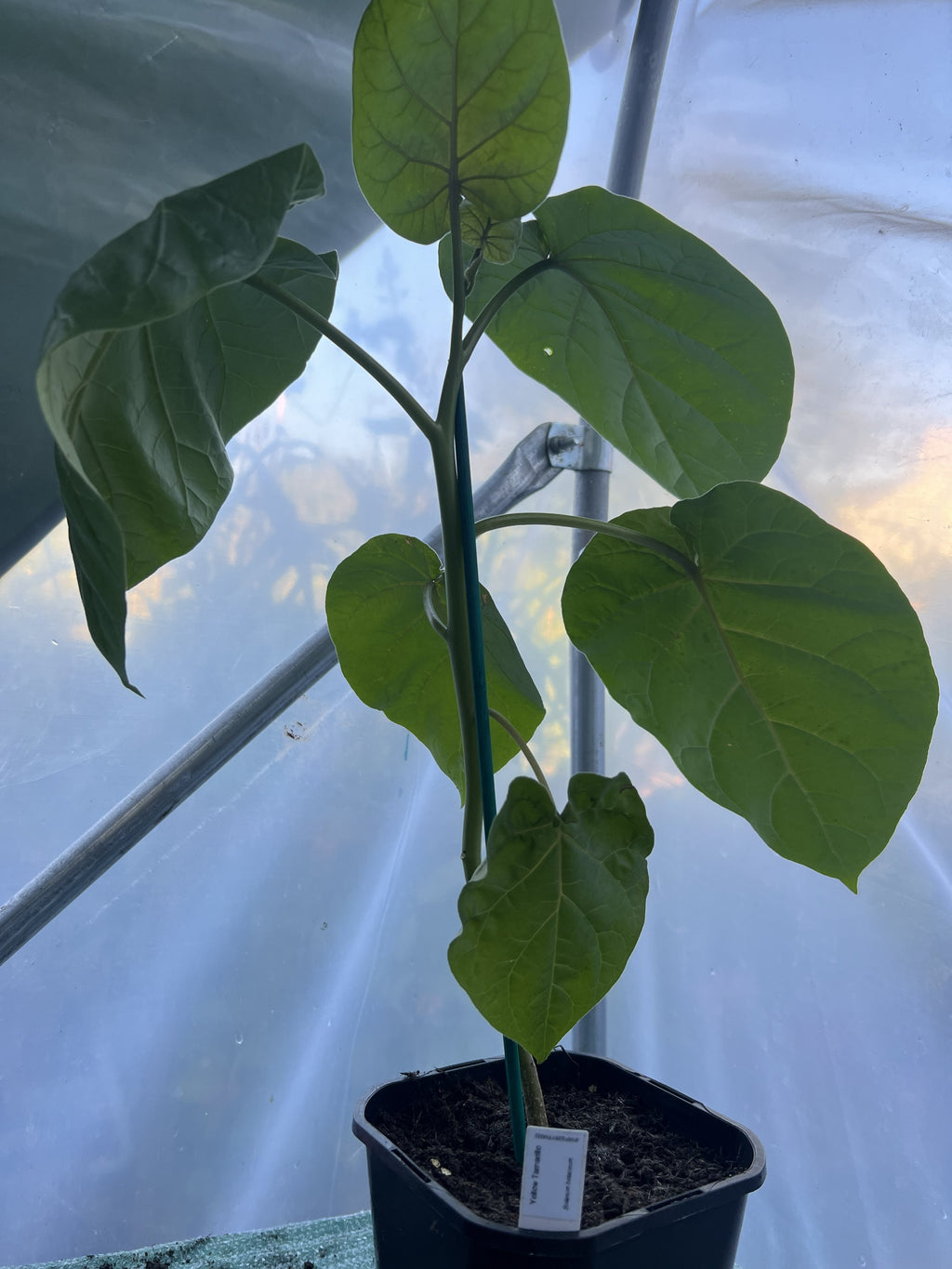 Yellow Tamarillo Plant (Solanum betaceum) 2L Pot