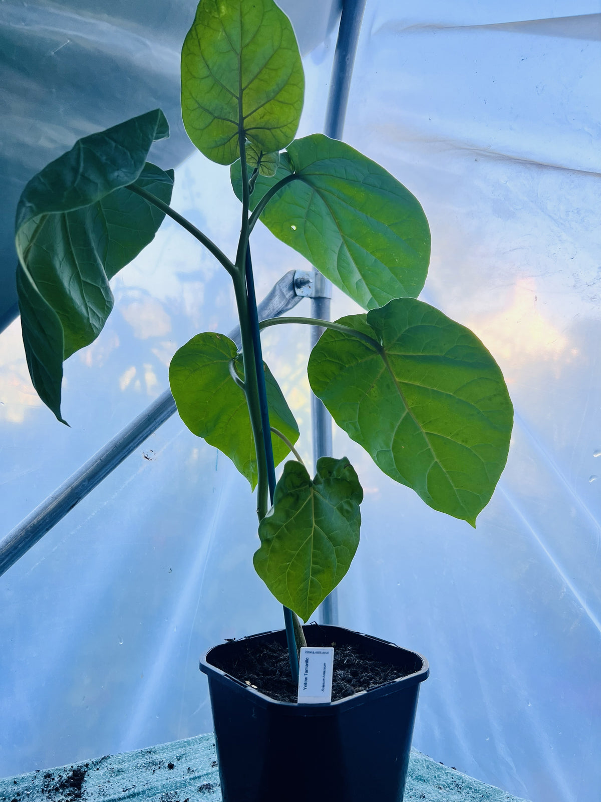 Yellow Tamarillo Plant (Solanum betaceum) 2L Pot